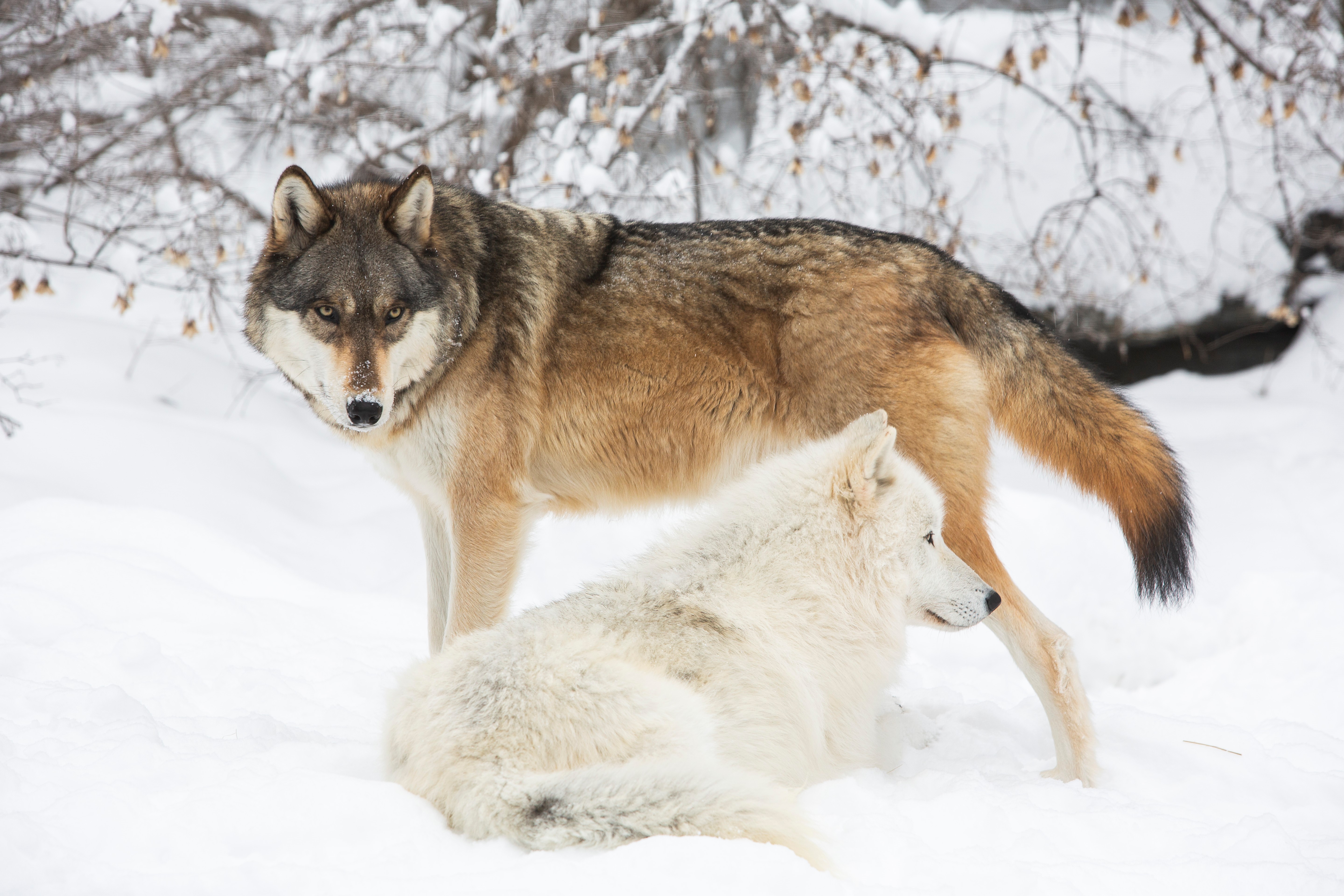 Join the Whorling Spinsters to benefit the International Wolf Center