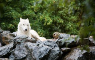 white wolf laying on rocks with trees in the background